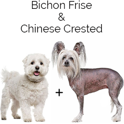 Chinese Frise Dog